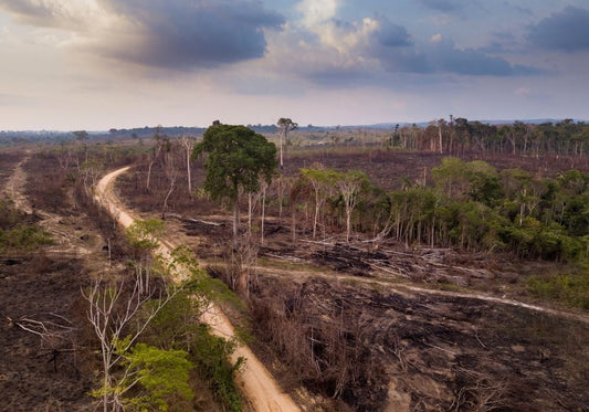 The Ultimate Guide to Help Prevent Deforestation--By Rachel Brown