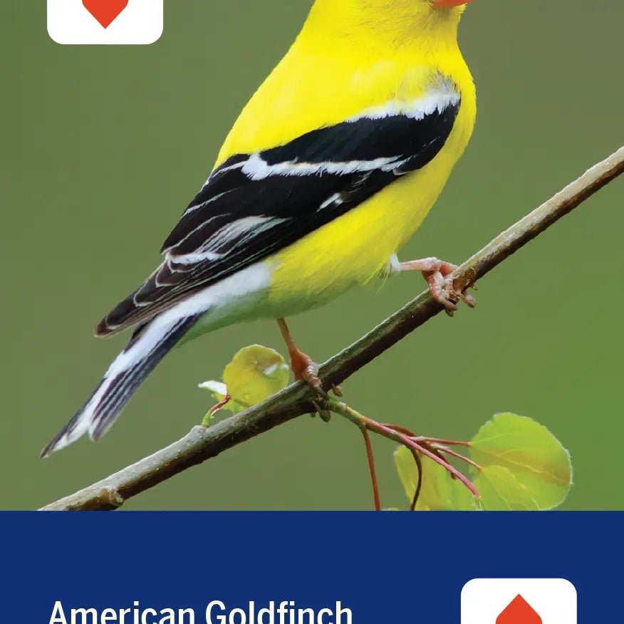 Birds of North America Deck 52 Playing Cards - Spirit of 1876
