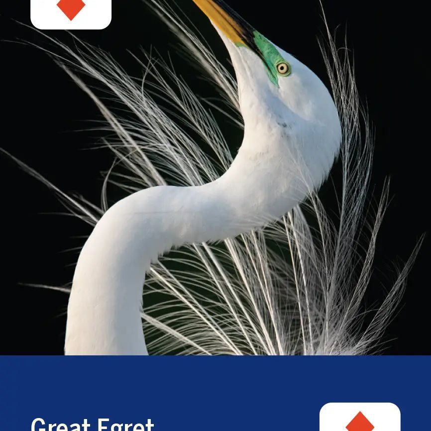 Birds of North America Deck 52 Playing Cards - Spirit of 1876