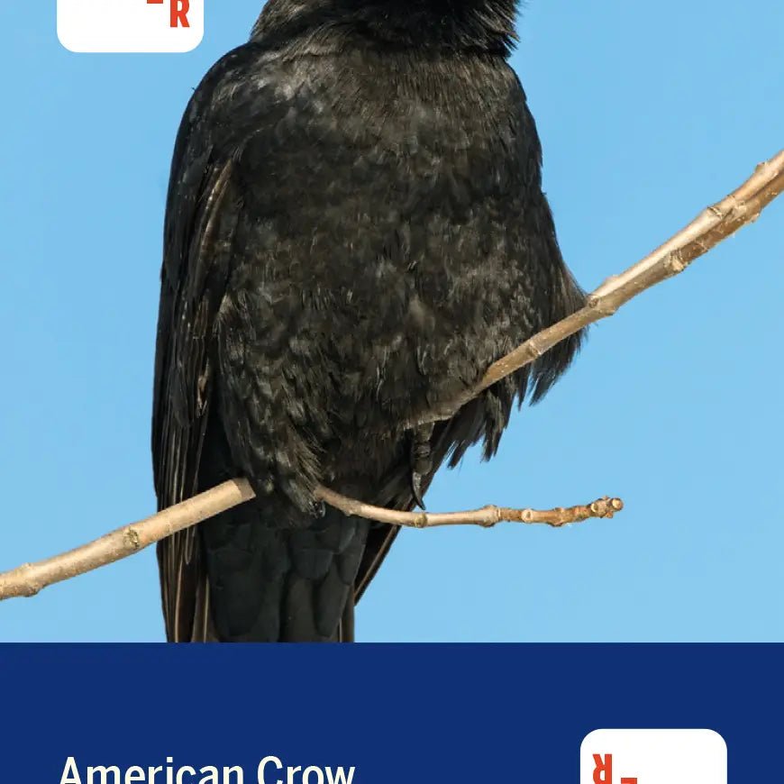 Birds of North America Deck 52 Playing Cards - Spirit of 1876