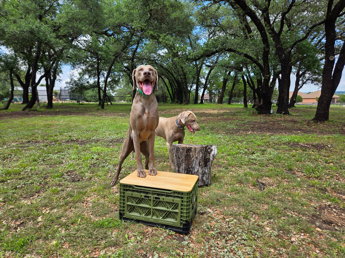 T-48 Transformer Crates with Plastic Lids – 2 Pack