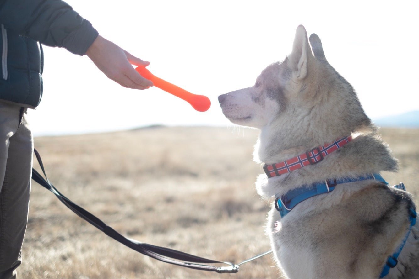 The Treat Bone - Spirit of 1876The Perfect Bungee and ShockStrap Tie Downs