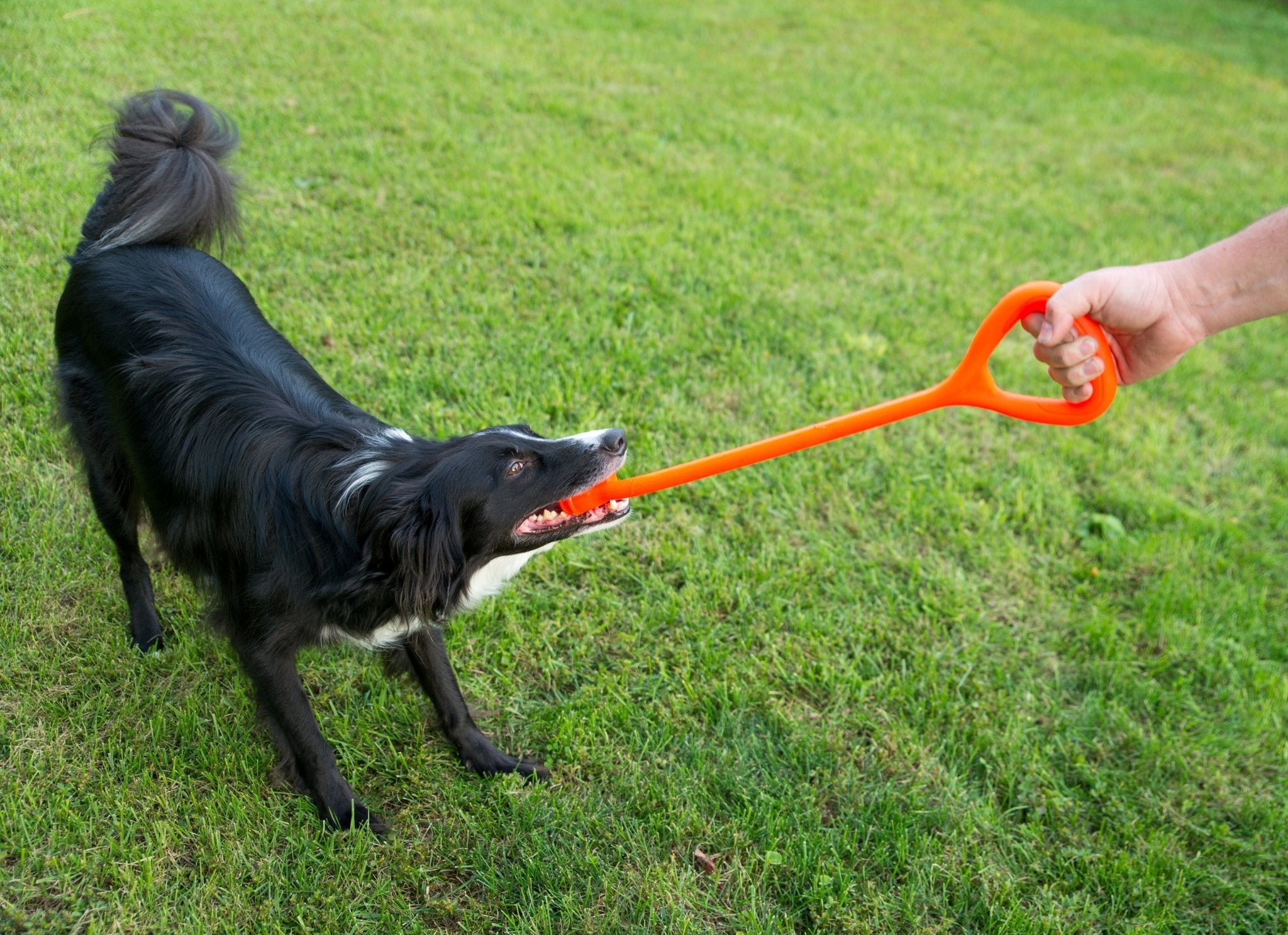 The Ultimate Tug Toy