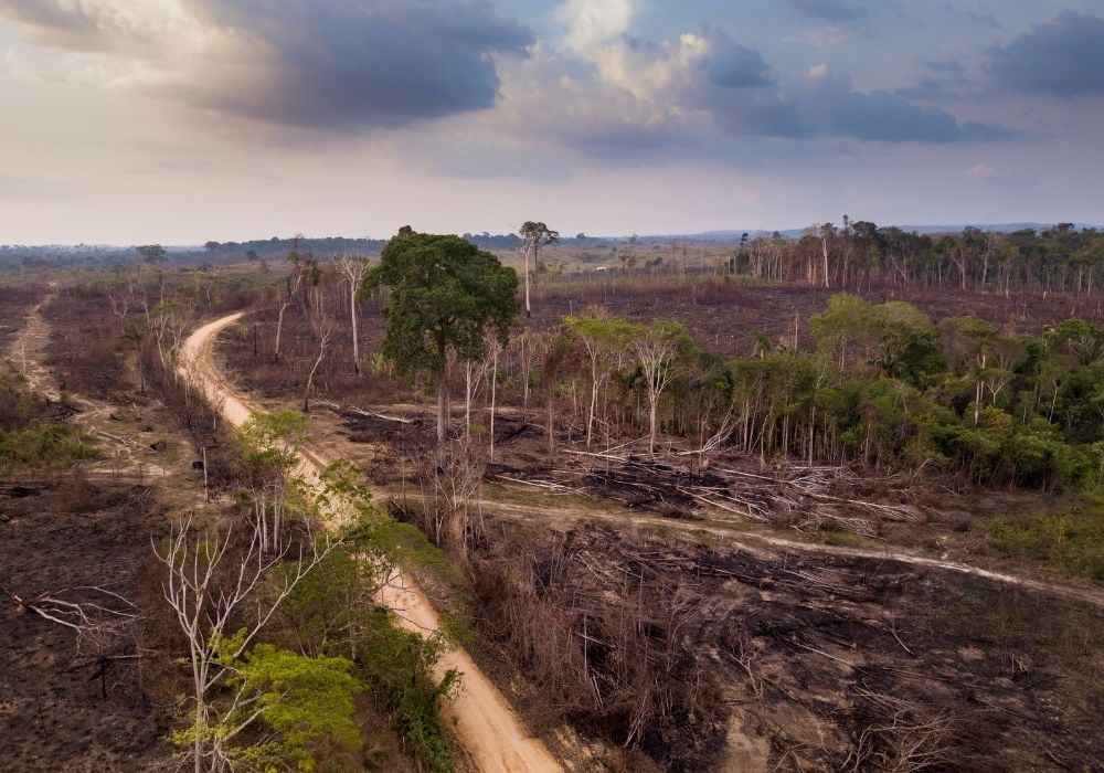 The Ultimate Guide to Help Prevent Deforestation--By Rachel Brown - Spirit of 1876