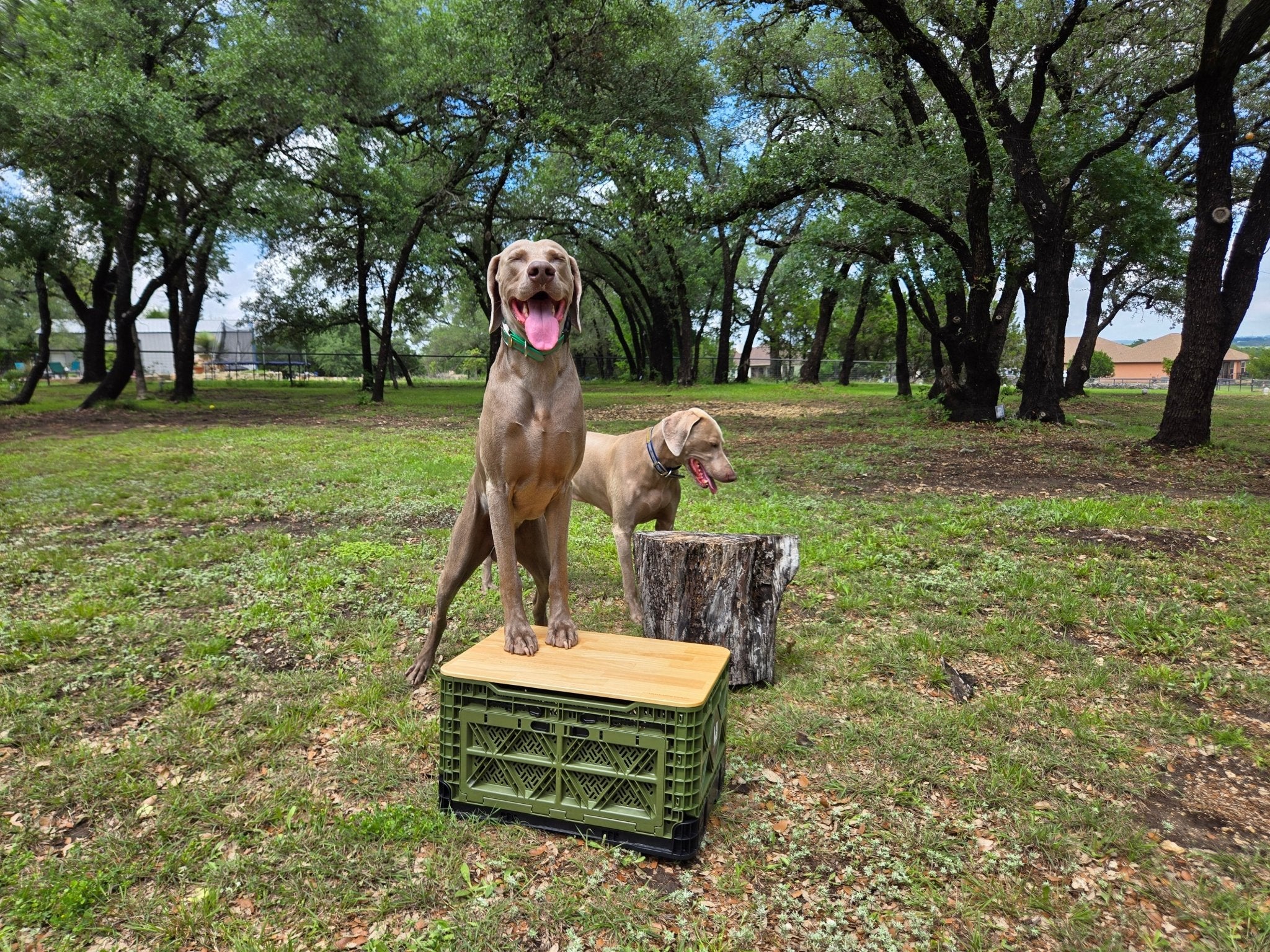 T-48 Transformer Crates with Plastic Lids – 2 Pack - Spirit of 1876 - Outstandards