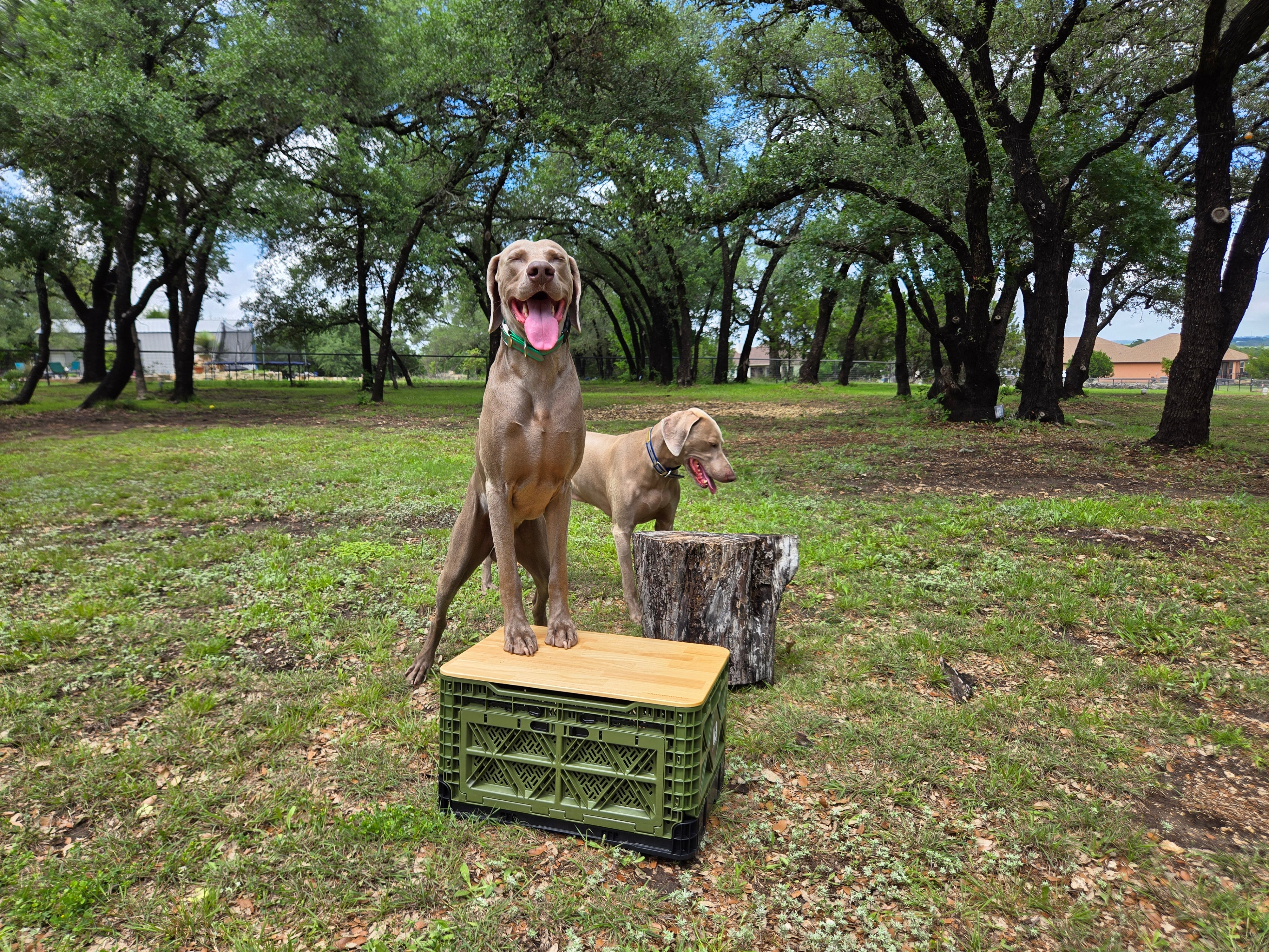 T-48 Transformer Crates with Plastic Lids – 2 Pack