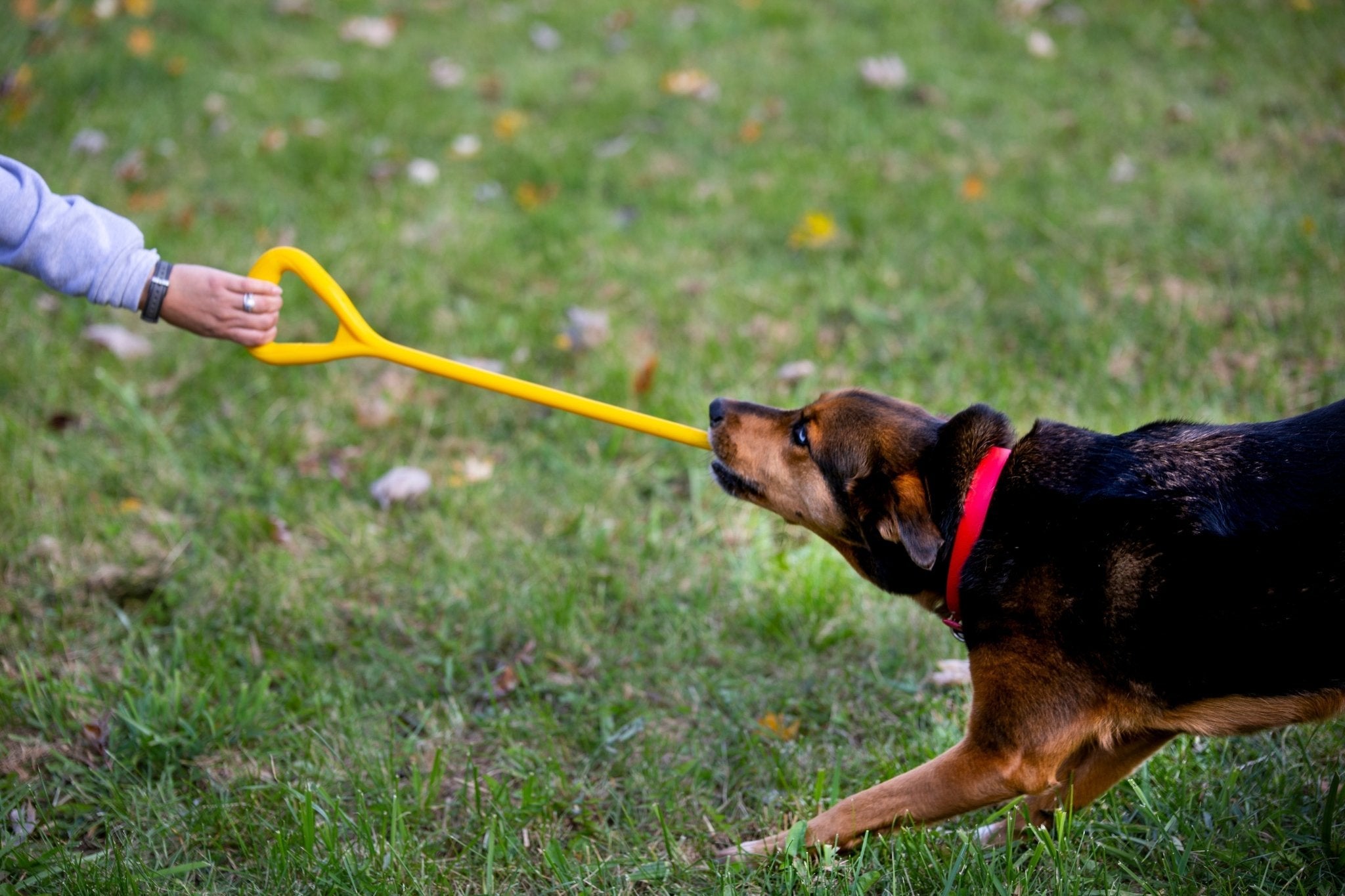 The Ultimate Tug Toy